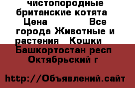 чистопородные британские котята › Цена ­ 10 000 - Все города Животные и растения » Кошки   . Башкортостан респ.,Октябрьский г.